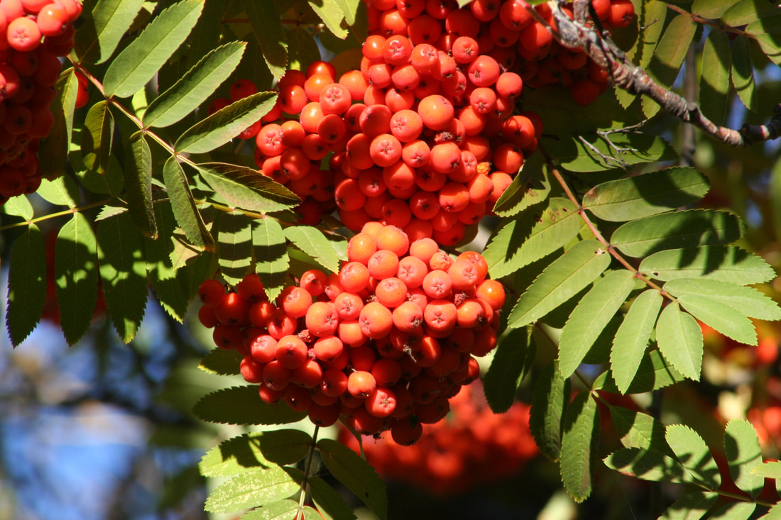 rowan tree berries, berries, outdoors, nature, landscape, 