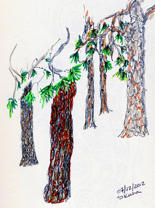 pine, sketch, bark colours, bark, 